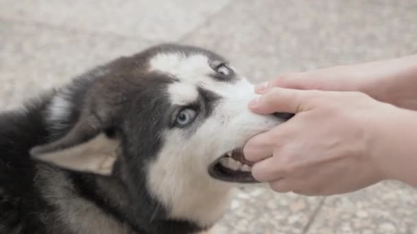 Chica juega con un husky — Vídeos de Stock