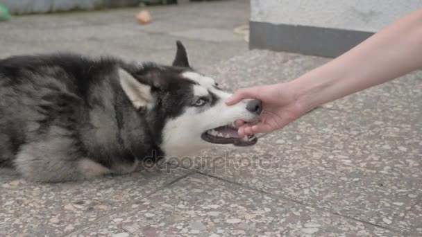 Girl plays with a husky — Stock Video