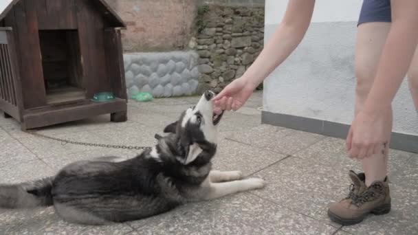 Tjej leker med en husky — Stockvideo