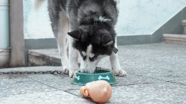 Cane affamato con ciotola di cibo gustoso — Video Stock