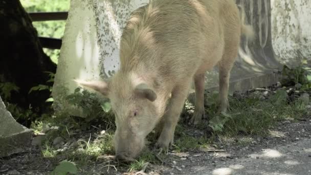 Porcs à la recherche de nourriture sur la route, Georia — Video