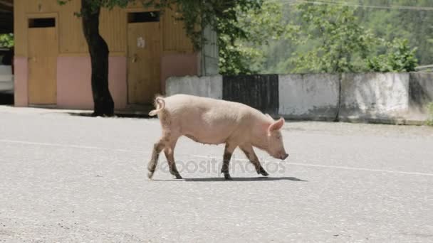 Porco caminha na estrada, Geórgia — Vídeo de Stock