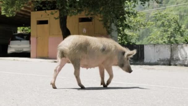 豚、ジョージアの道の上を歩く — ストック動画