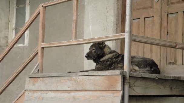 Cão irritado guarda a casa nos degraus, Mestia, Geórgia — Vídeo de Stock