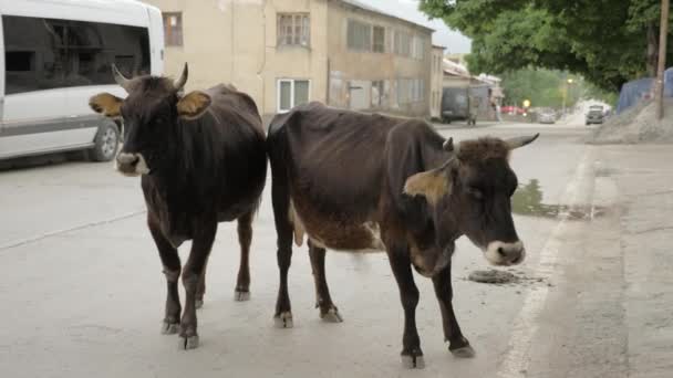 Koe op de straat in de stad - Mestia (Georgia) — Stockvideo