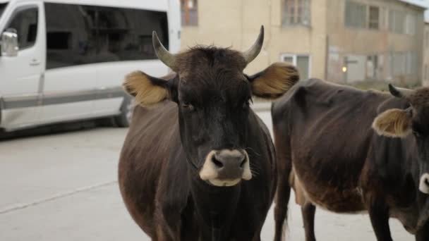 Koe op de straat in de stad - Mestia (Georgia) — Stockvideo