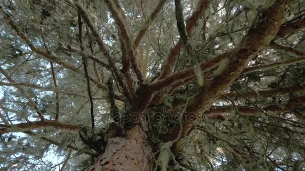 La mousse est suspendue à une branche d'arbre dans le sous-étage de la forêt, en Géorgie — Video