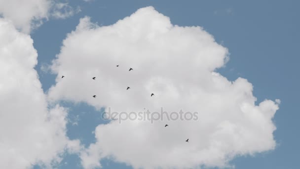 Большая группа ворон против голубого неба — стоковое видео