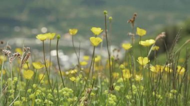 Dağlarda, Georgia sarı çiçek