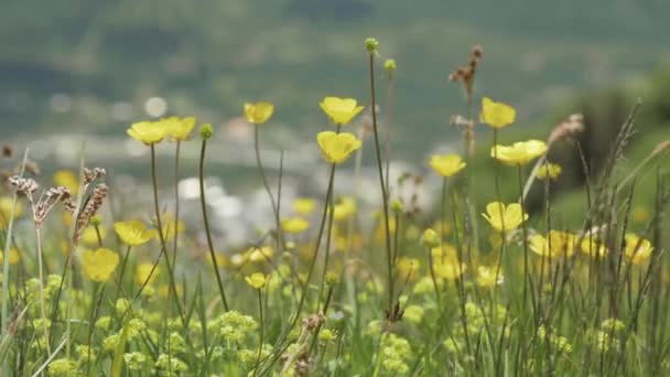 Gele bloemen in de bergen, Georgië — Stockvideo