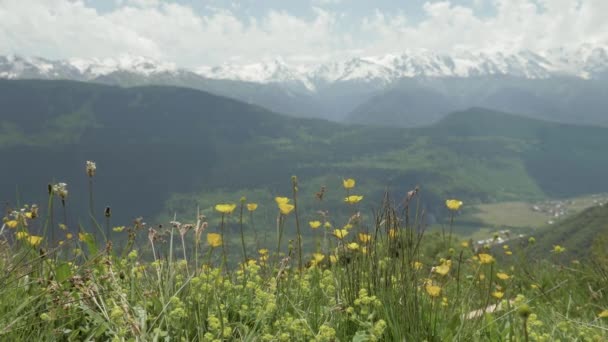 Flores amarelas nas montanhas, Geórgia — Vídeo de Stock