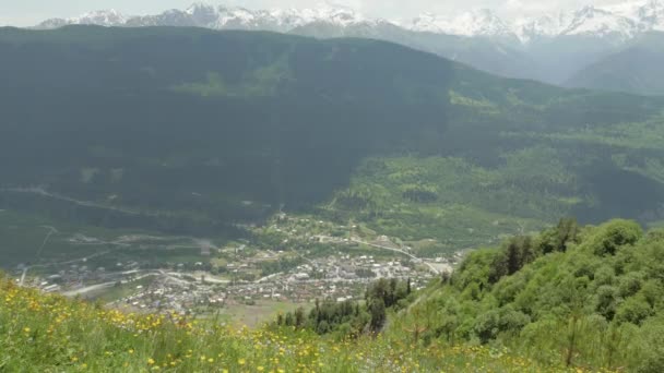 Yellow flowers in the mountains, Mestia, Georgia — Stock Video