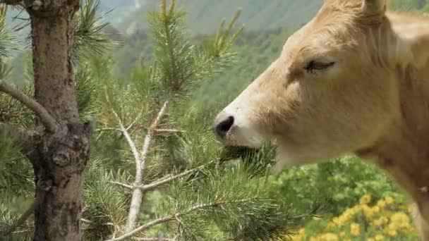Cow eats needle of spruce in the mountains, Caucasus, Georgia — Stock Video