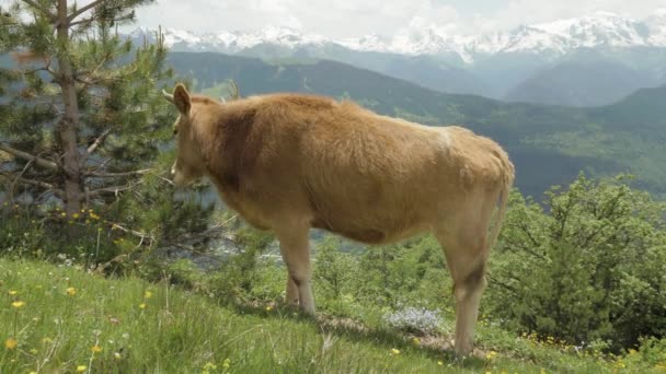 Cow eats needle of spruce in the mountains, Caucasus, Georgia — Stock Video