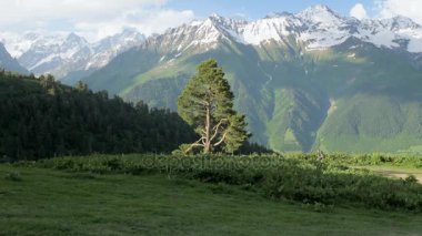 Kız dağlarda yüksek ağaç tarafından - Koruldi göl alanı, Mestia, Gürcistan zamları.