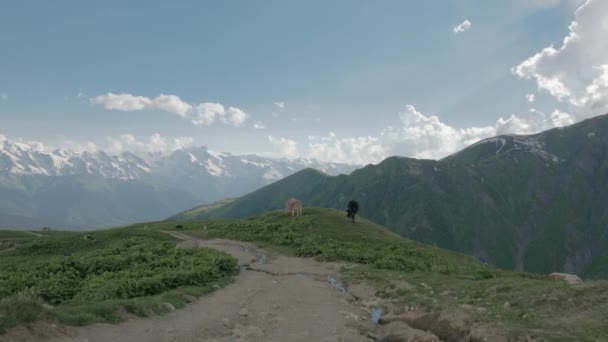 Rest van de koeien in de bergen, Georgië — Stockvideo