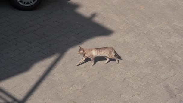 Gato andando na rua, Geórgia — Vídeo de Stock