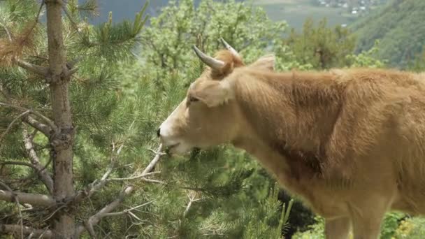 Корова ест иголку ели в горах, на Кавказе, в Грузии — стоковое видео