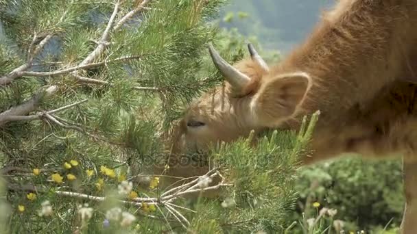 牛は、山中、コーカサス、ジョージア州スプルースの針を食べる — ストック動画