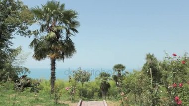Tropikal yağmur ormanlarında uçan. Gürcistan