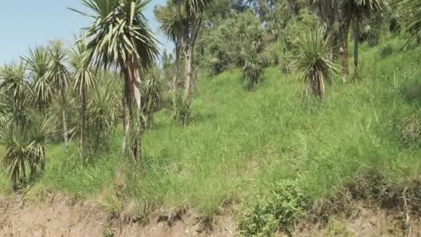 Voando na floresta tropical. Geórgia — Vídeo de Stock