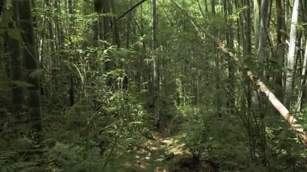 Repül a trópusi esőerdő. Grúzia — Stock videók
