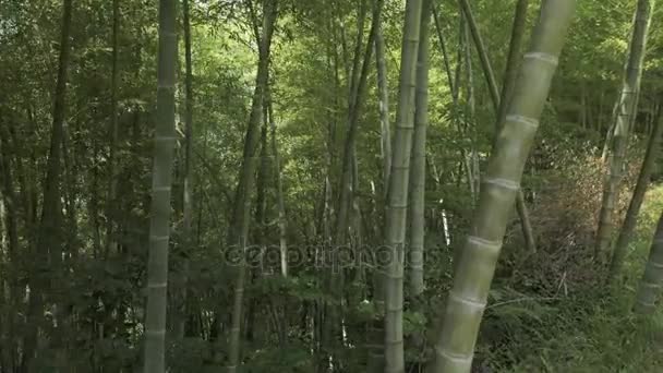 Volando en la selva tropical. Georgia — Vídeos de Stock