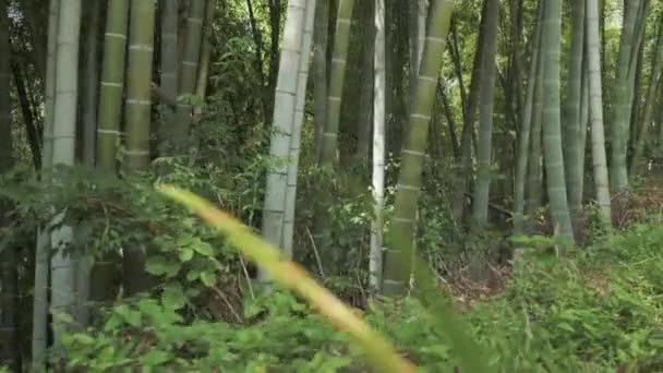 Volando en la selva tropical. Georgia — Vídeos de Stock