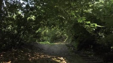 Tropikal yağmur ormanlarında uçan. Gürcistan