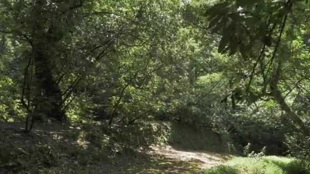 Πετώντας σε ένα τροπικό δάσος. Γεωργία — Αρχείο Βίντεο