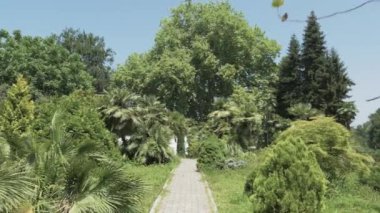 Tropikal yağmur ormanlarında uçan. Gürcistan
