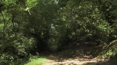 Tropikal yağmur ormanlarında uçan. Gürcistan