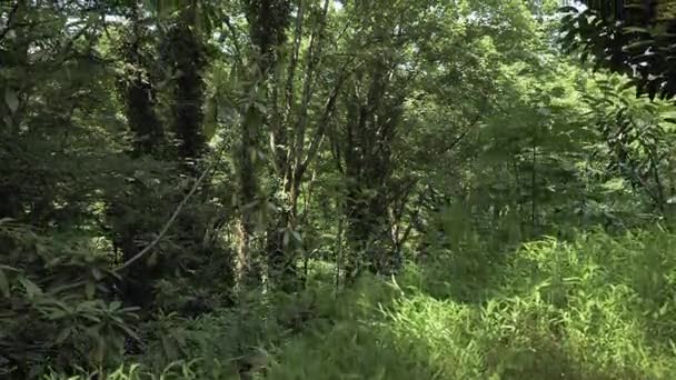 Tropikal yağmur ormanlarında uçan. Gürcistan — Stok video