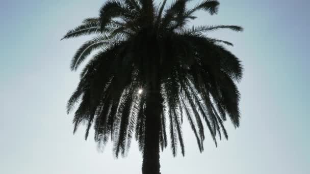 Сонячних променів через дерево пальми. Грузія — стокове відео