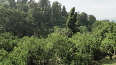 Yaz günü, tropikal yağmur ormanları birinde en büyük park - Batum, Gürcistan