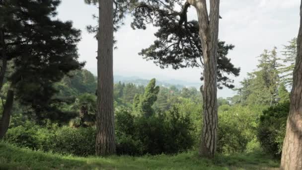 Tropisch regenwoud op zomerdag in een van de grootste park - Batumi, Georgië — Stockvideo