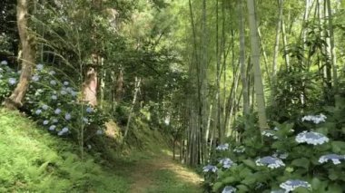 Park - Batum, Gürcistan yaz günü, tropikal yağmur ormanları sokakta bambu