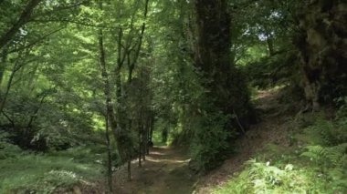 Yaz günü, tropikal yağmur ormanları birinde en büyük park - Batum, Gürcistan