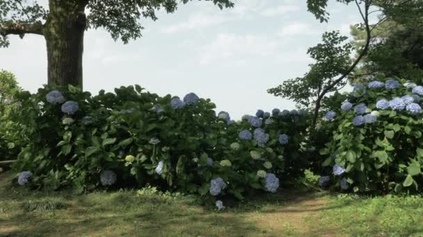 Flores azuis no dia de verão em um do maior parque - Batumi, Geórgia — Vídeo de Stock