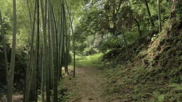 Vicolo di bambù nella foresta pluviale tropicale durante la giornata estiva nel parco - Batumi, Georgia — Video Stock