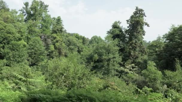 Forêt tropicale humide le jour d'été dans l'un des plus grands parcs Batumi, Géorgie 