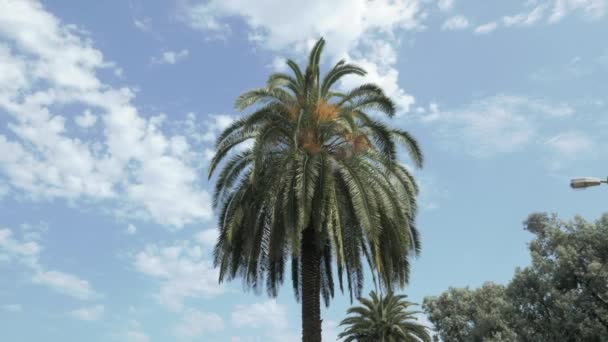 Palm tree at summer day in one of the biggest park - Batumi, Georgia — Stock Video