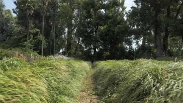 Foresta pluviale tropicale durante il giorno d'estate in uno dei più grandi parchi - Batumi, Georgia — Video Stock