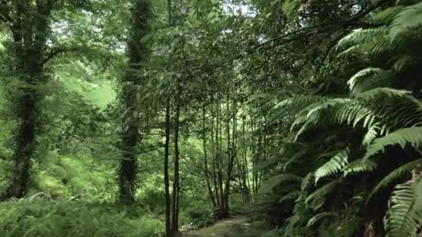 Tropický deštný prales v letním dni v jednom z největších parku - Batumi, Gruzie — Stock video