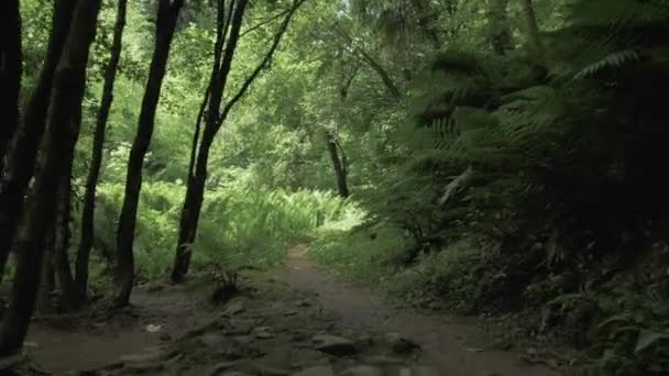 Selva tropical en el día de verano en uno de los parques más grandes - Batumi, Georgia — Vídeo de stock