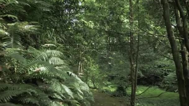 Foresta pluviale tropicale durante il giorno d'estate in uno dei più grandi parchi - Batumi, Georgia — Video Stock