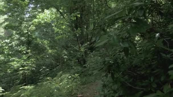 Тропический тропический лес в летний день в одном из крупнейших парков - Батуми, Грузия — стоковое видео