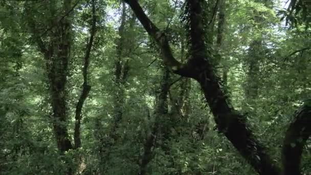 Τροπικό δάσος σε καλοκαιρινή μέρα σε ένα από το μεγαλύτερο πάρκο - Μπατούμι, γεωργία — Αρχείο Βίντεο