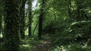 Yaz günü, tropikal yağmur ormanları birinde en büyük park - Batum, Gürcistan