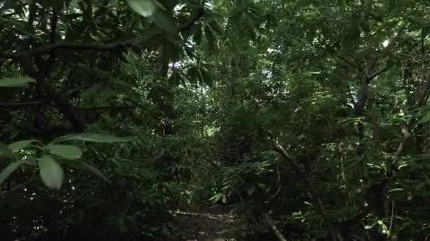 Forêt tropicale humide le jour d'été dans l'un des plus grands parcs Batumi, Géorgie 